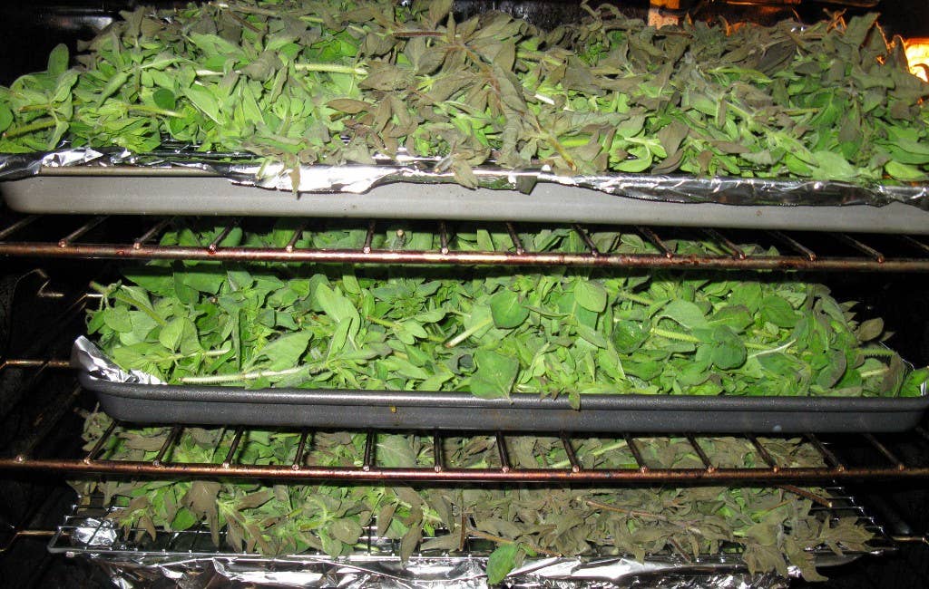 can you dry tobacco in the oven Tips & Tricks for Drying Herbs in a Convection Oven