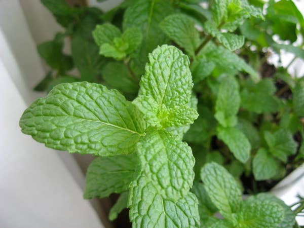 Mint Varieties: From Chocolate Mint to Peppermint - Delishably