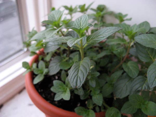 Mint Varieties: From Chocolate Mint to Peppermint - Delishably