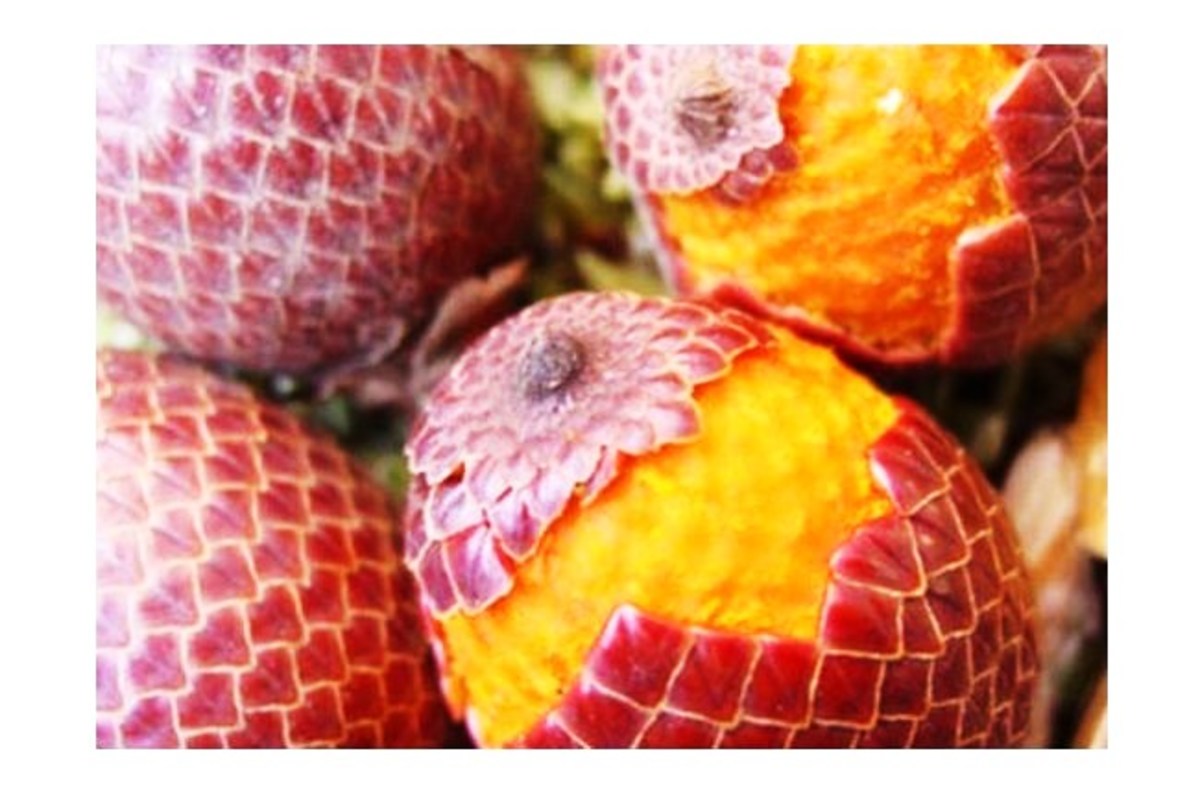 The World’s Weirdest and Most Exotic Fruits Delishably